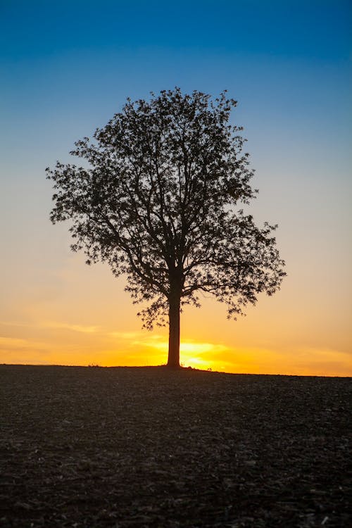 Δωρεάν στοκ φωτογραφιών με δέντρο, δέντρο στο ηλιοβασίλεμα, δύση του ηλίου