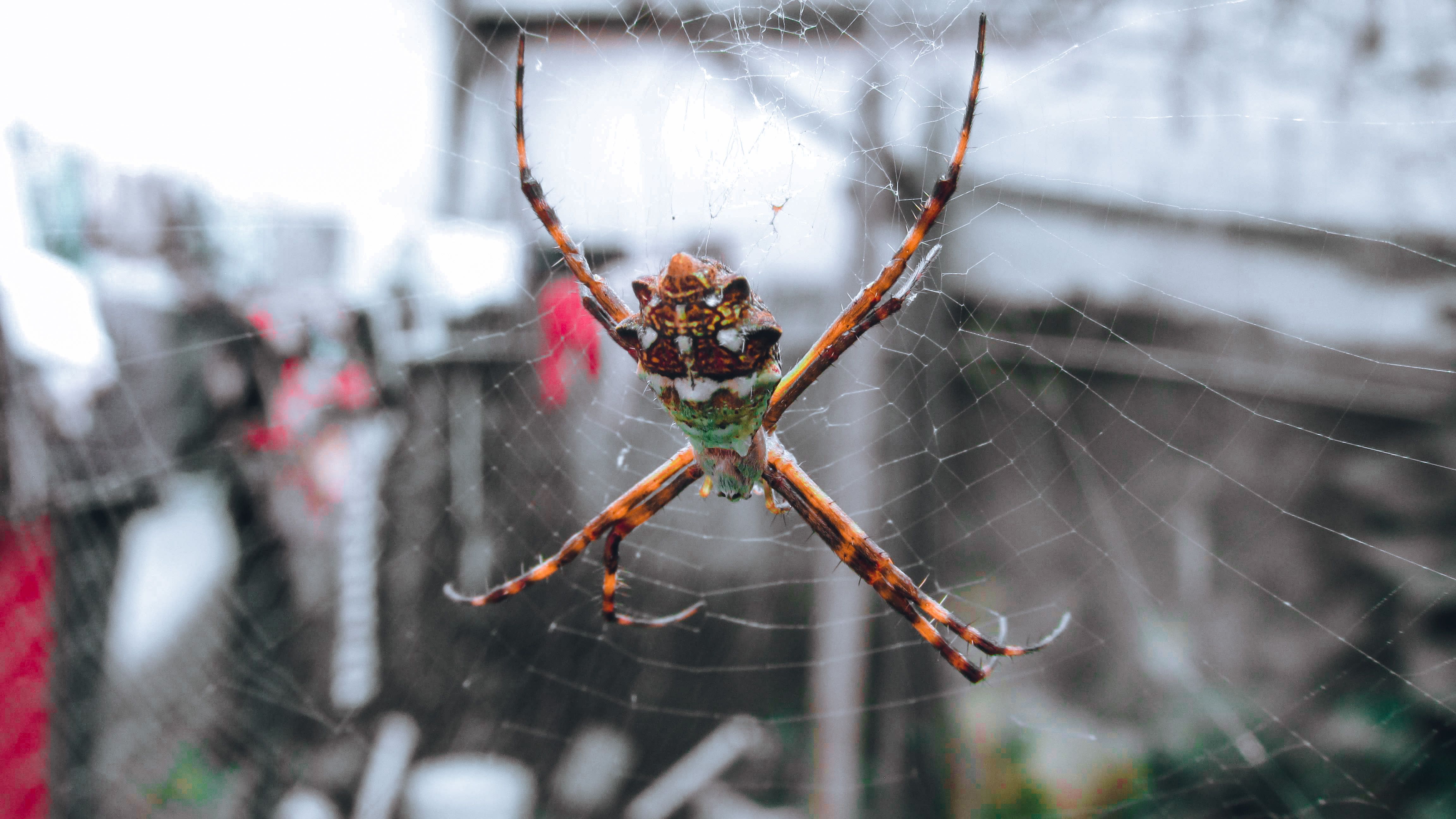 Spider Control in Peoria, AZ