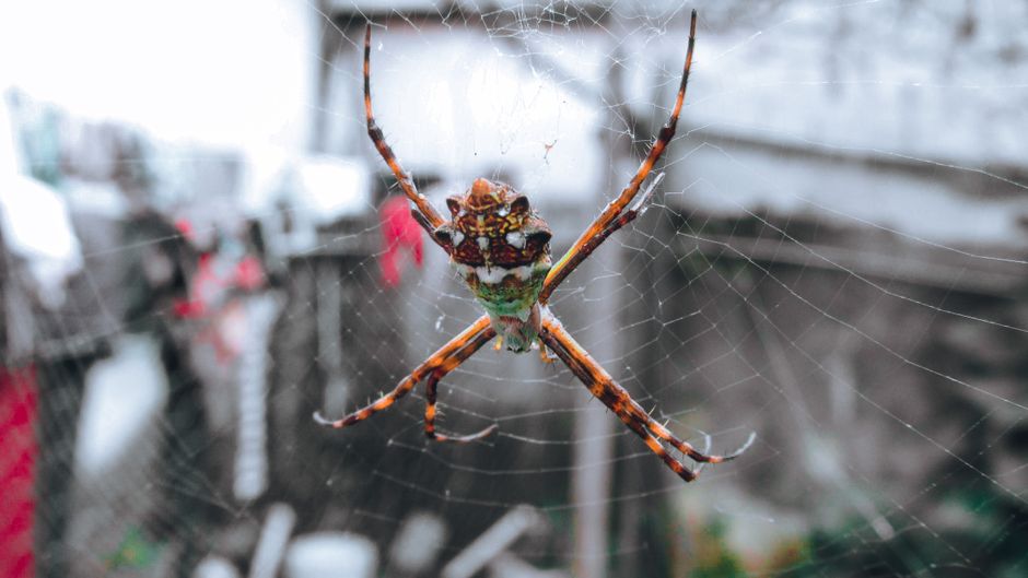 Detailed image of an Argiope argentata spider on its web outdoors, showcasing intricate patterns.