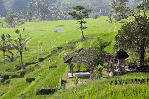 Foto stok gratis agrikultura, alam, bangunan