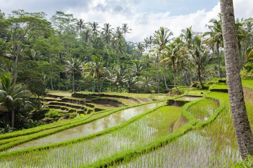 Fotos de stock gratuitas de agricultura, arroz, arrozal