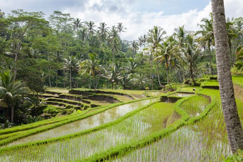 Foto stok gratis agrikultura, berteras, eksotik