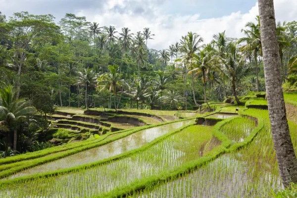 les rizières de Tegalalang