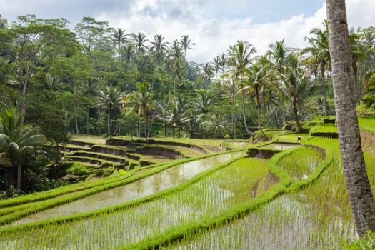 Tegalalang rice terrace walk with a farmer — Bali