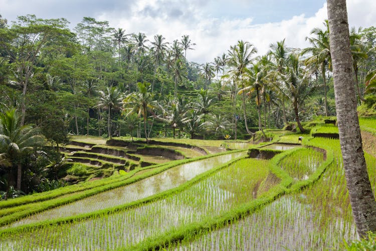 Terraced Rice Paddy Fields