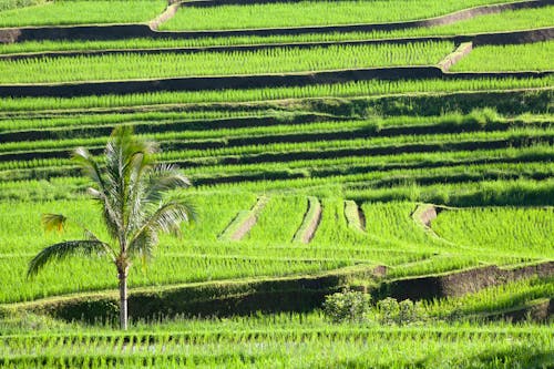 Foto profissional grátis de agricultura no terraço, área, cultivo