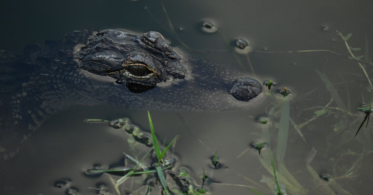 Close-up of an American alligator partially submerged in a murky water body in Florida.