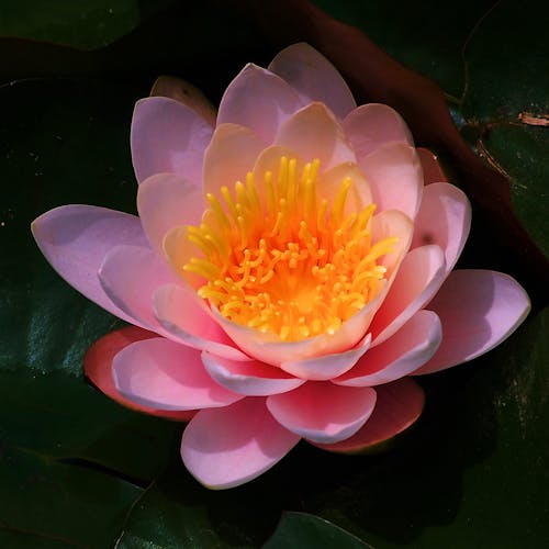 pink lotus blossom