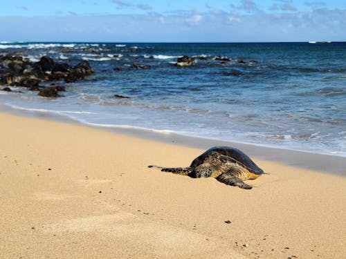 Photos gratuites de animal, bord de mer, mer