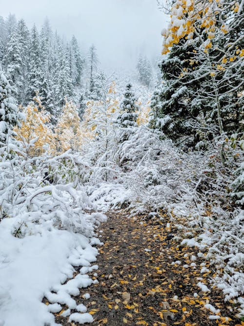 Photo of Trees Covered with Snow