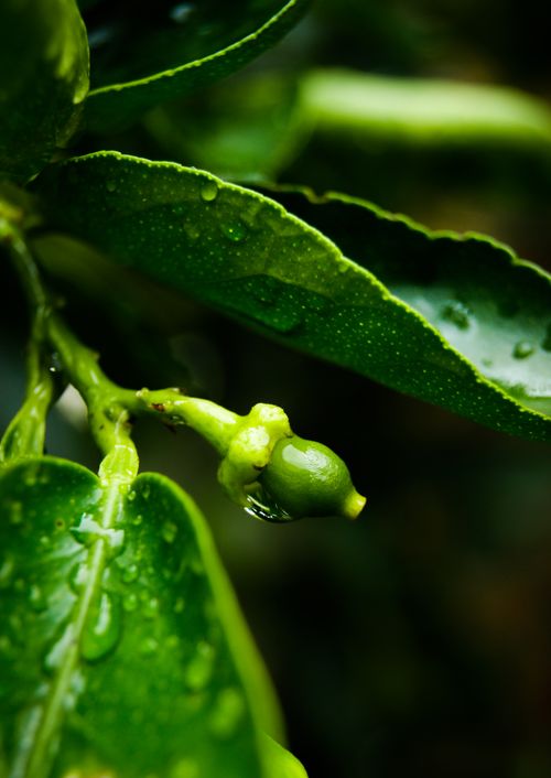 Free stock photo of after rain, lemon, lightroom Stock Photo