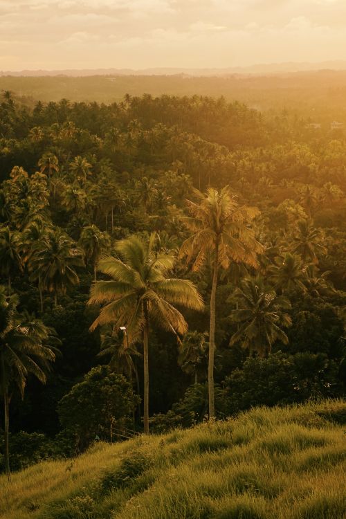 Free A serene view of tropical palm trees in a lush forest at sunset, creating a warm and exotic atmosphere. Stock Photo