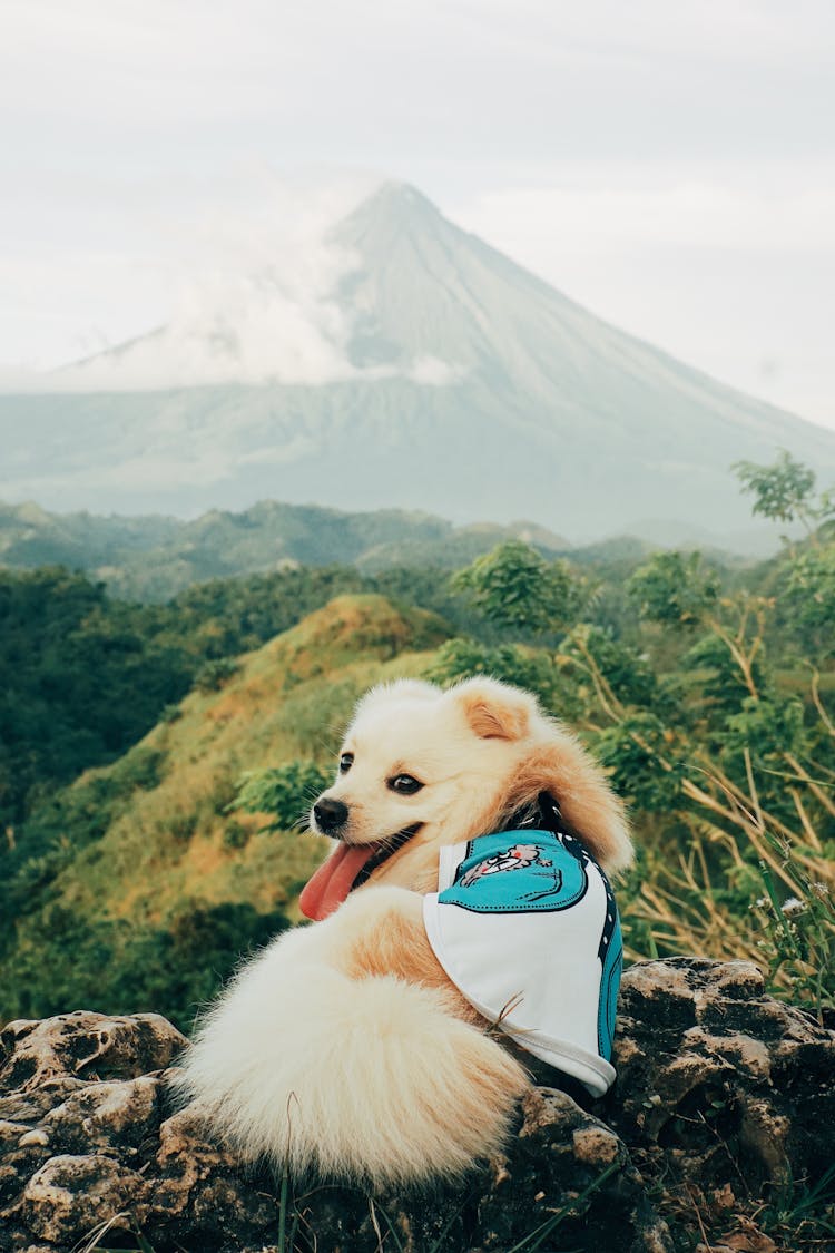 A Dog Lying On The Ground