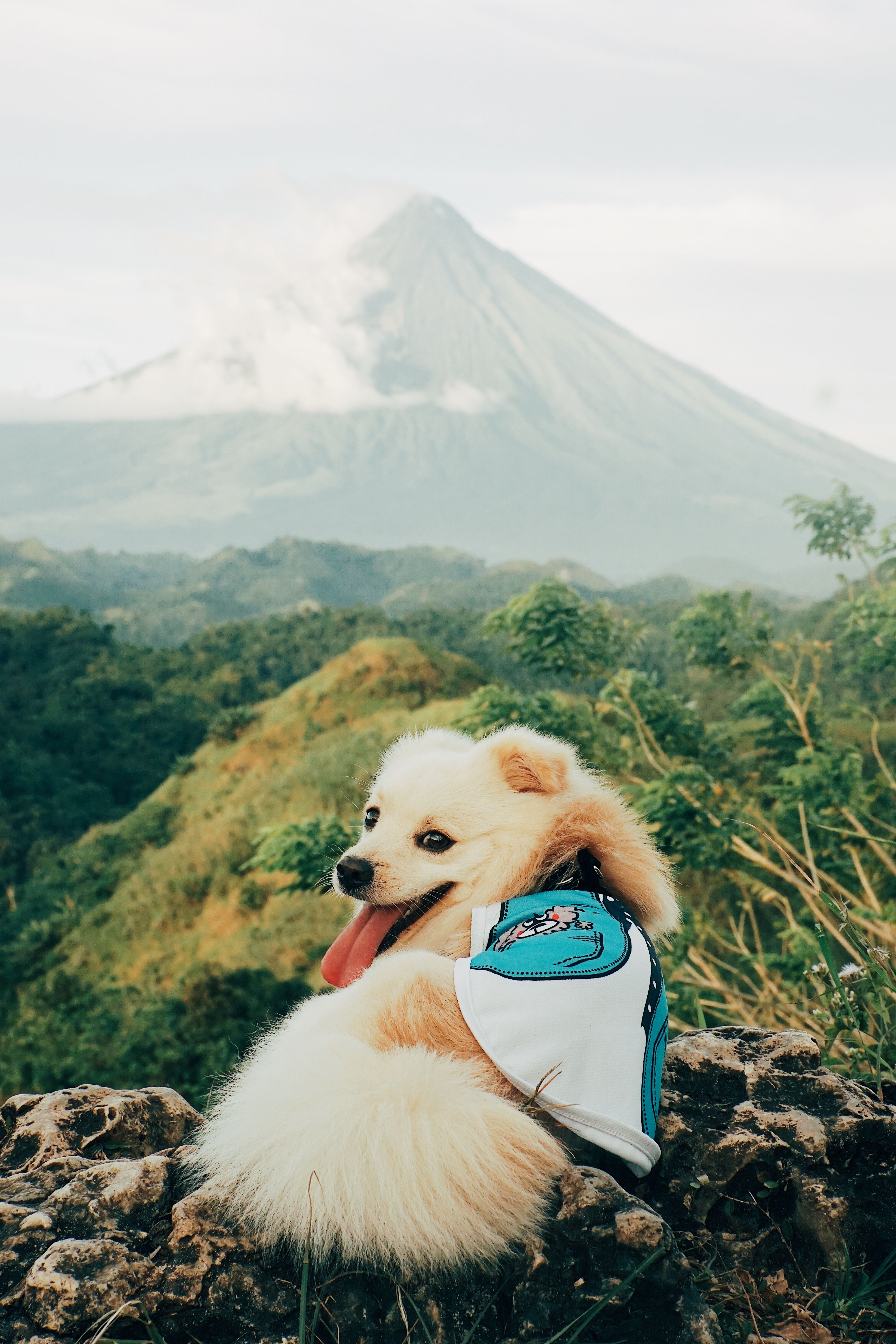 A Dog Lying on the Ground · Free Stock Photo