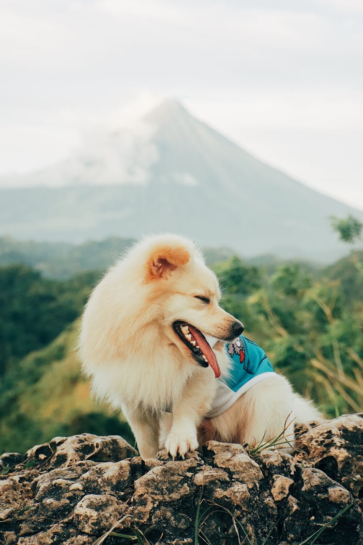 A Dog And A Mountain In The Background