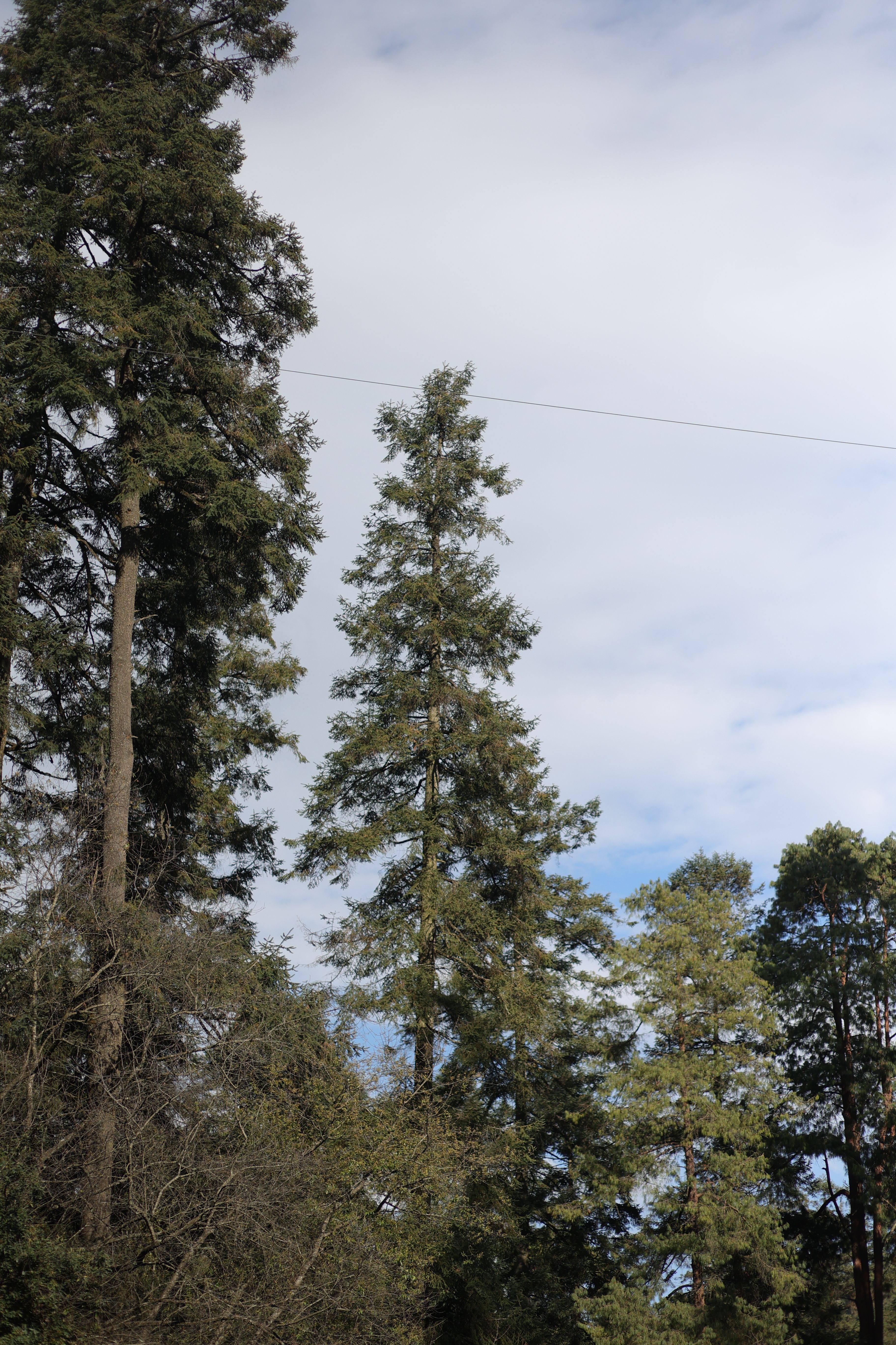 Fotomural Frondosos pinos siempreverdes que se elevan contra un cielo azul brillante con nubes blancas, mostrando la belleza natural.