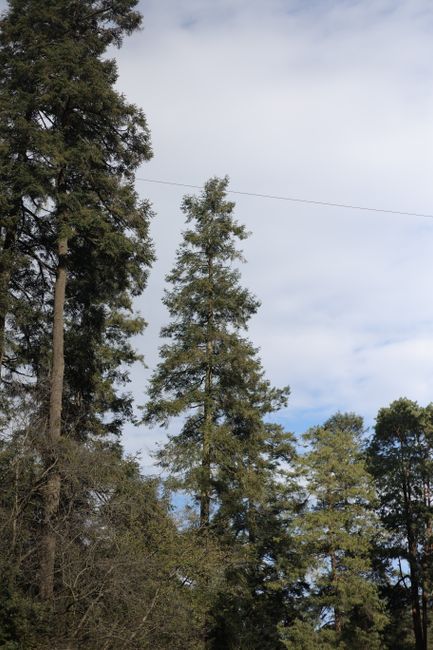 Fotomural Frondosos pinos siempreverdes que se elevan contra un cielo azul brillante con nubes blancas, mostrando la belleza natural.
