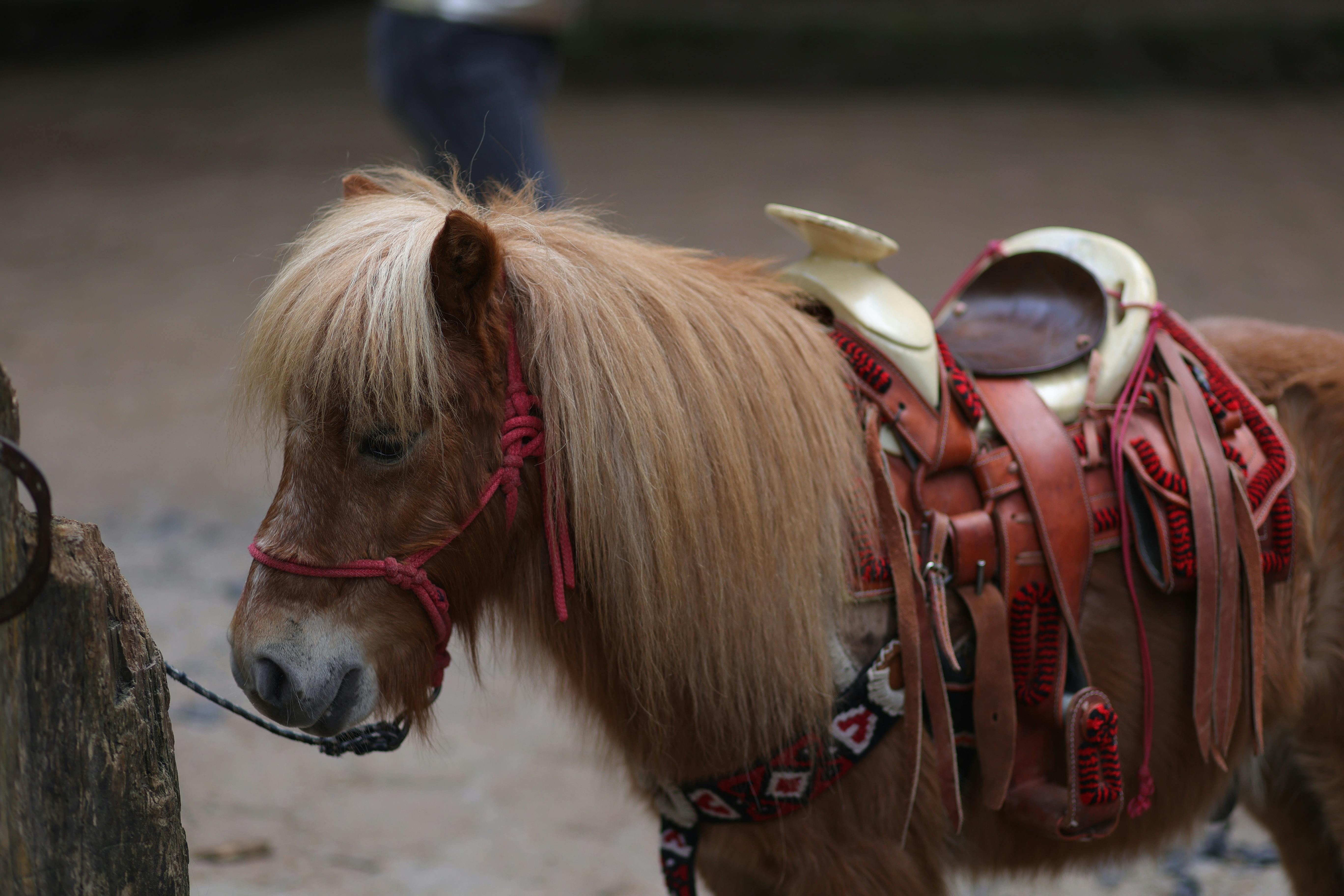 A close-up image of a pony with a decorative saddle, captured outdoors.