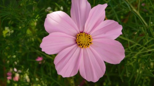 Free Bright close-up of a pink cosmos flower in full bloom, capturing its vibrant beauty. Stock Photo