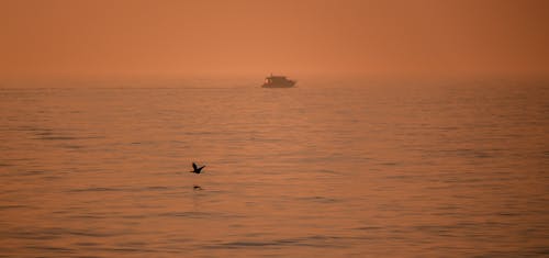 Foto profissional grátis de água, ave, barco