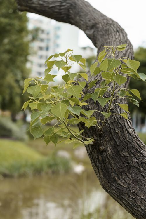Free A close-up of vibrant green leaves on a curved tree branch against an outdoor urban backdrop. Stock Photo