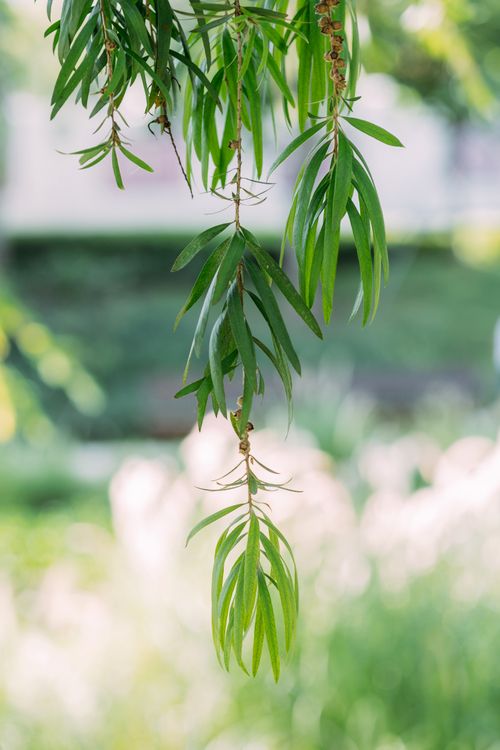 Free A vertical close-up of green willow branches in natural light, embodying nature's texture. Stock Photo
