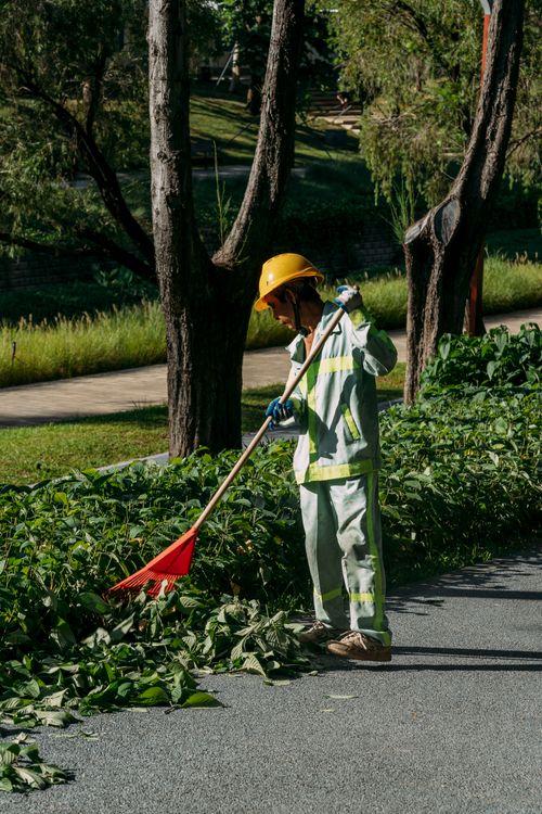 Free A worker in uniform uses a rake to clean leaves in a sunny park setting. Stock Photo
