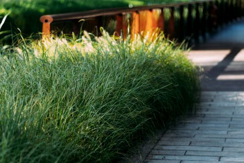 Free A vibrant summer scene featuring tall grass beside a sunlit wooden bridge outdoors. Stock Photo