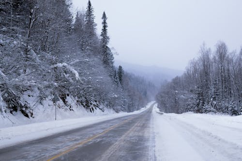 Foto profissional grátis de árvores, coberto de neve, estrada