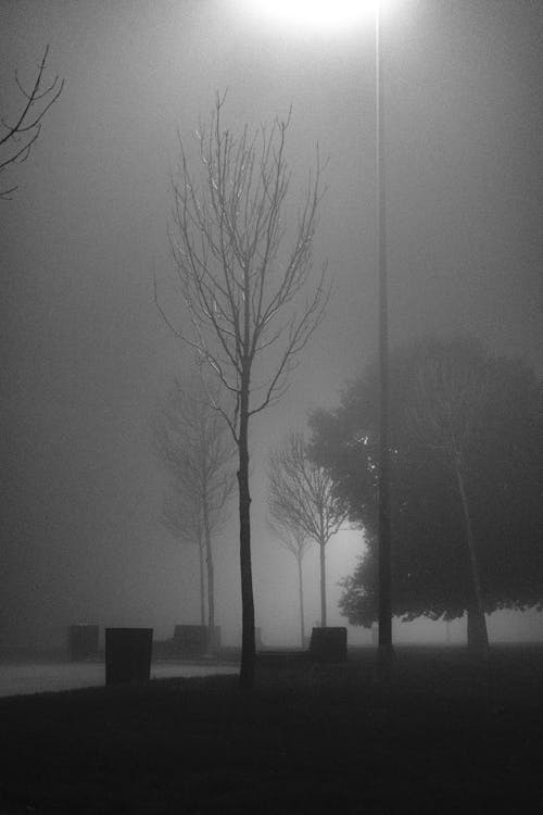 Trees in Fog in Park at Night