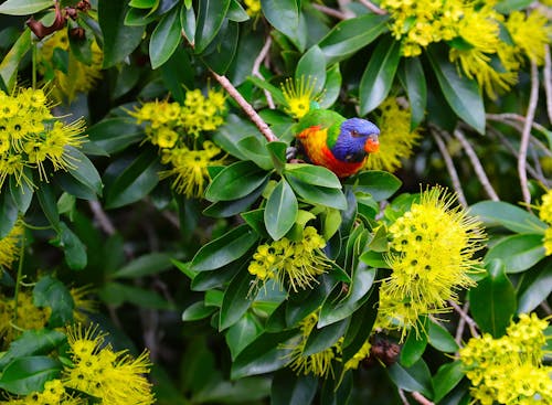 Close Up Photo of Rainbow Lorikeet Perched on Tree with Yellow Flowers and Green Leaves