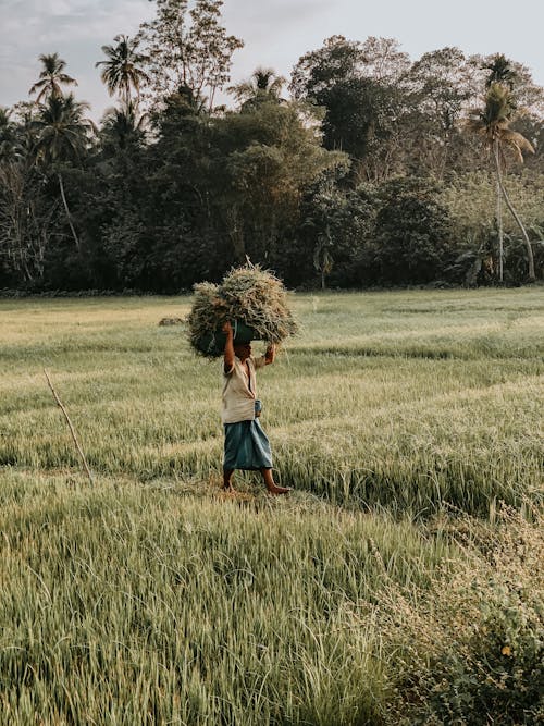 Farmer Carrying Harvested Rice on His Head