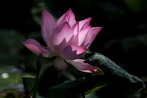 Foto profissional grátis de broto, fechar-se, flor cor-de-rosa