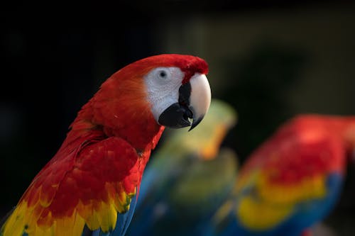 Close-up of Colorful Exotic Parrot