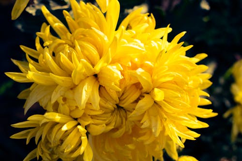 Yellow Chrysanthemum Flowers in Close-up Shot