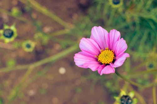 alan derinliği, bitki örtüsü, çiçek fotoğrafçılığı içeren Ücretsiz stok fotoğraf