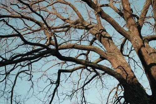 Free A large leafless tree stands against a clear blue sky, capturing the essence of fall. Stock Photo