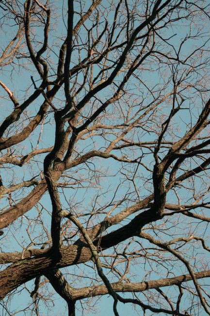 Bare tree branches intricately silhouetted against a clear blue sky, capturing the serene essence of winter.