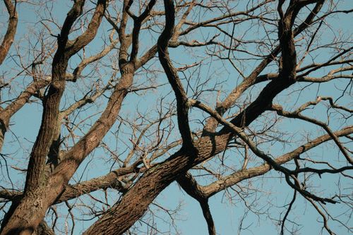 Free Leafless tree branches silhouetted against a clear blue sky in autumn. Stock Photo