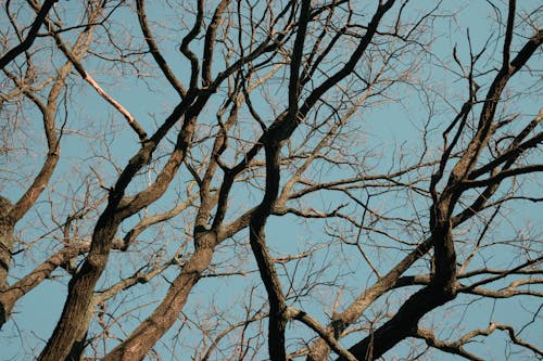 Základová fotografie zdarma na téma bezlistý, holý strom, padání