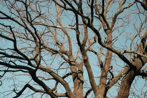 Fotos de stock gratuitas de al aire libre, árbol, baúl