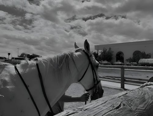 Photos gratuites de animal, cheval, ciel nuageux