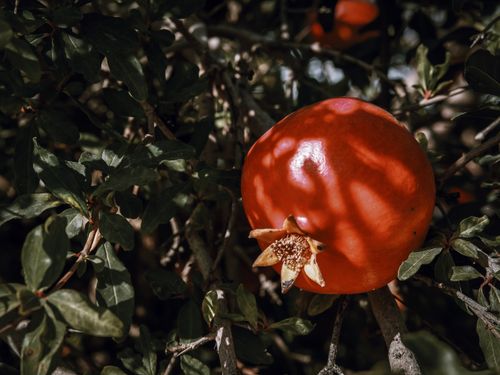 Free Close-up of a sunlit pomegranate hanging from a tree with green leaves. Stock Photo