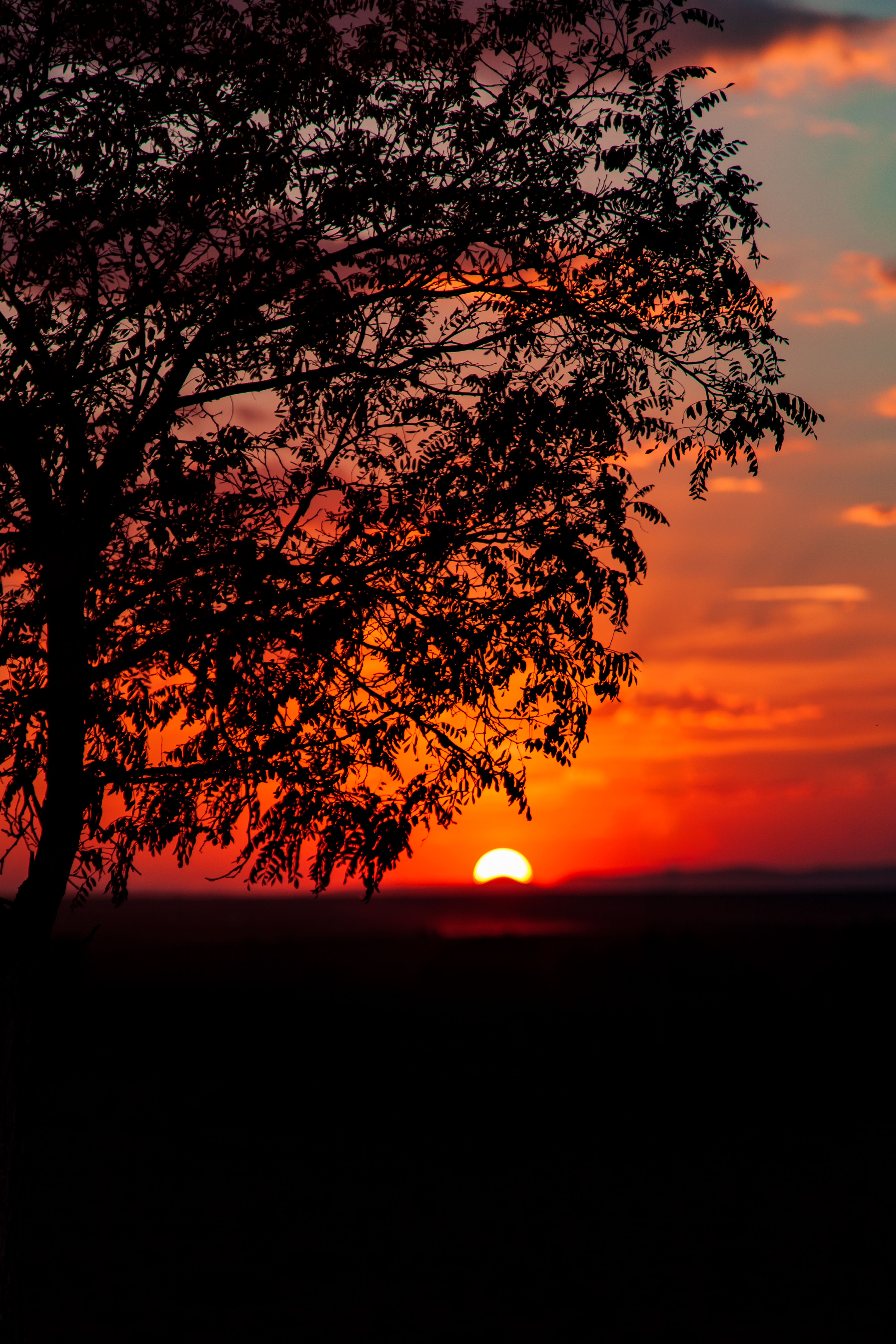 Silhouette of a Tree at Sunset · Free Stock Photo