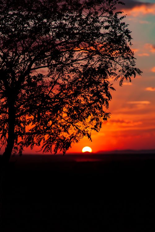 Free A dramatic sunset with a tree silhouette, perfect for backgrounds. Stock Photo