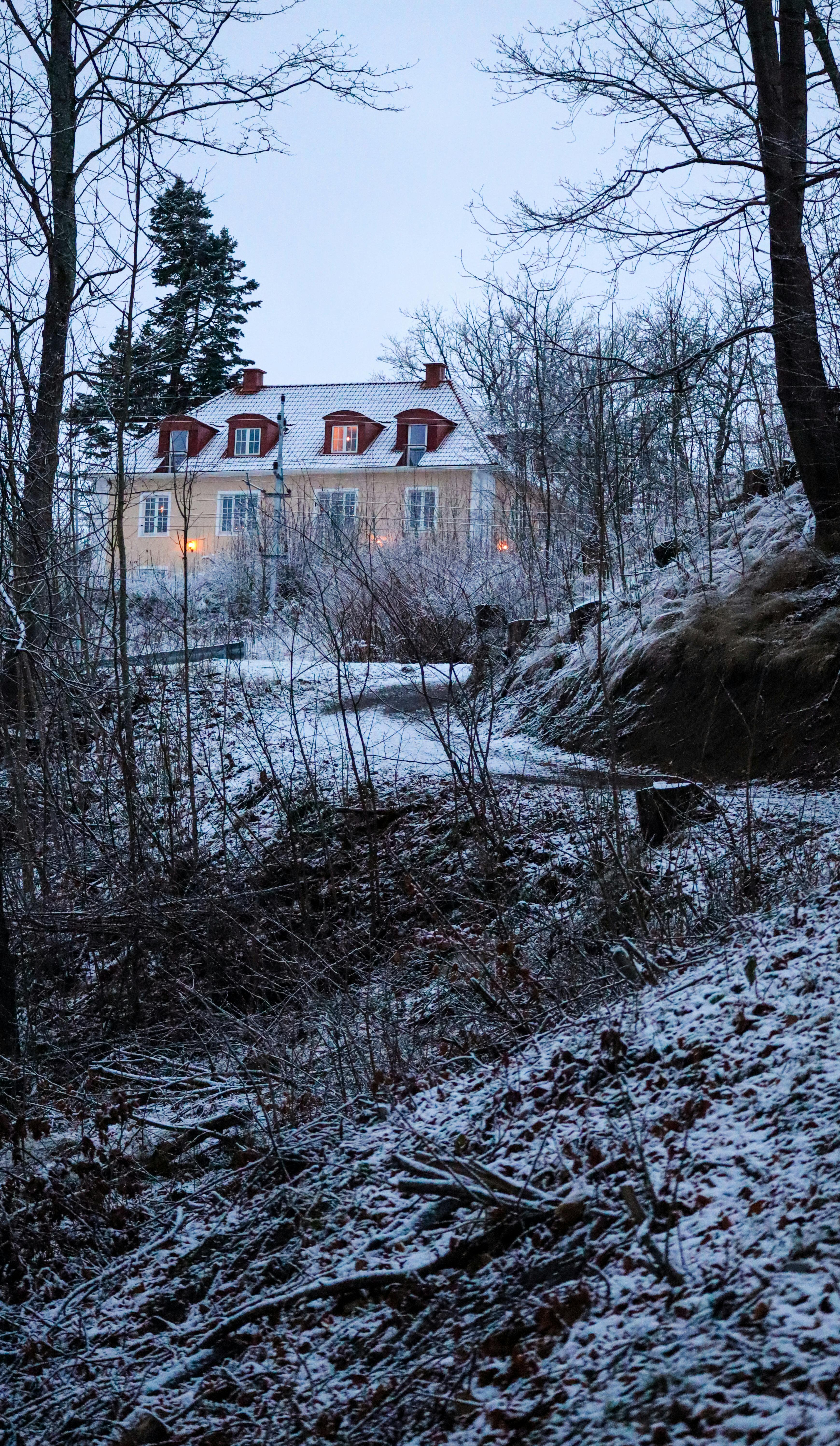 cold snow wood light