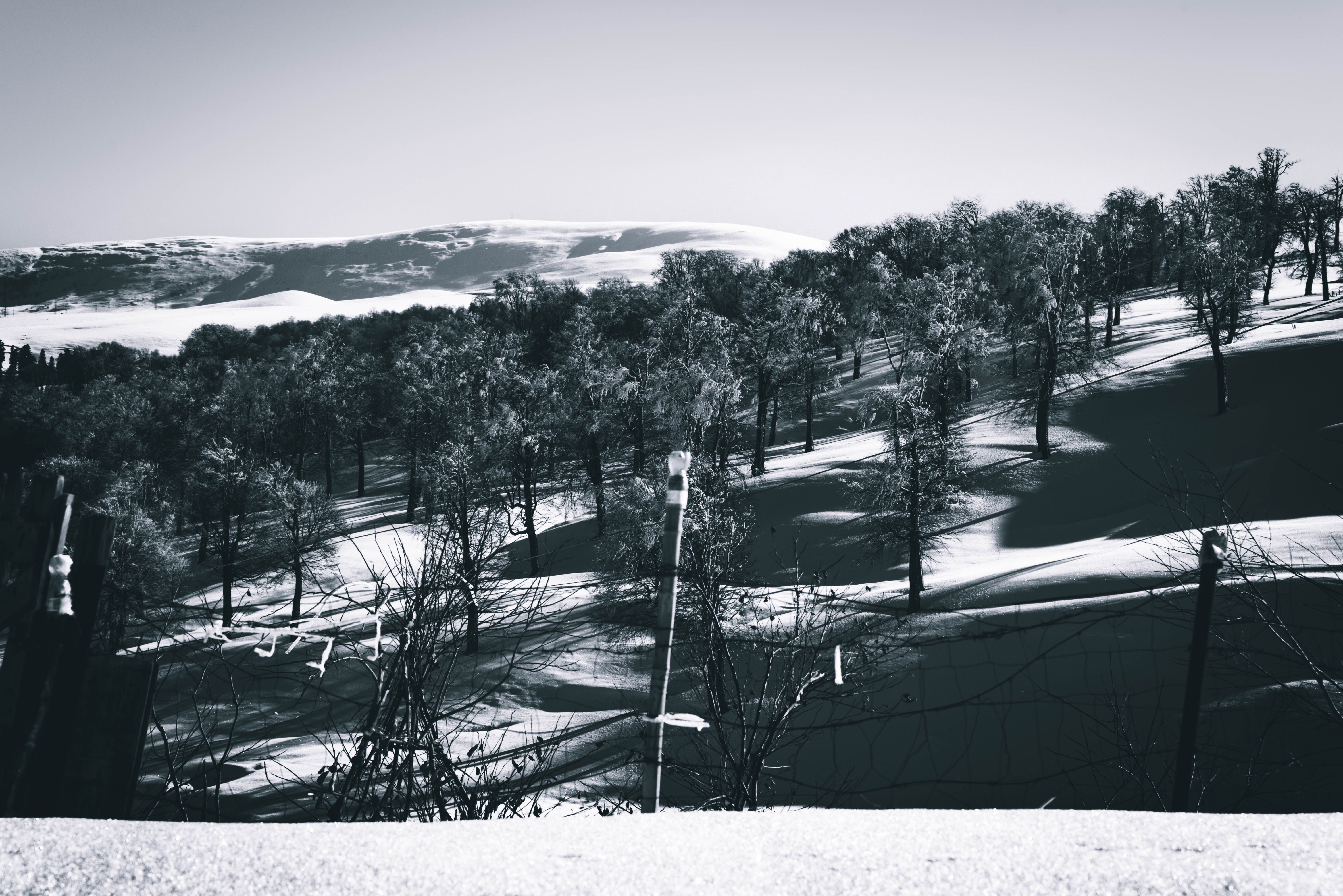 A Grayscale Photo of Snow Covered Ground with Trees · Free Stock Photo