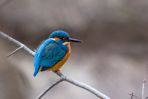 Free Close-up of a colorful kingfisher perched on a branch in a natural setting. Stock Photo