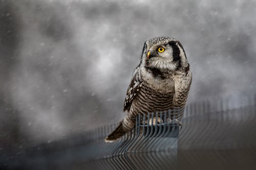 Photo of Owl on Fence