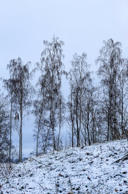 Foto d'estoc gratuïta de arbres nus, arbres sense fulles, boscos